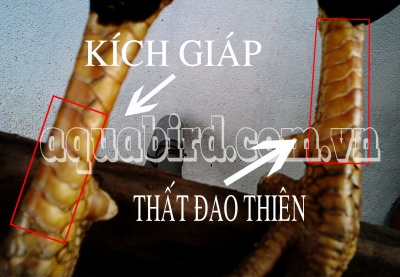 Kinh giapthat dao thien